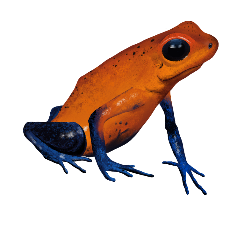 Strawberry poison dart frog - Adopteer Regenwoud